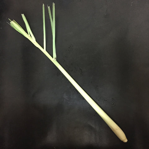 Lemongrass Stick