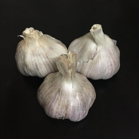 Garlic