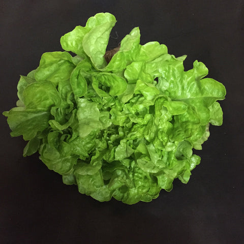 Lettuce (Green Oak)