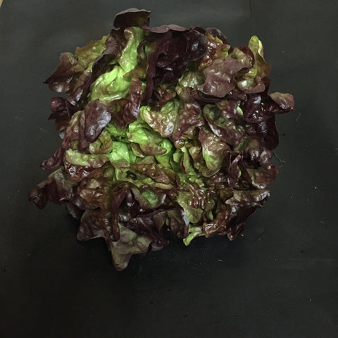 Lettuce (Red Oak)