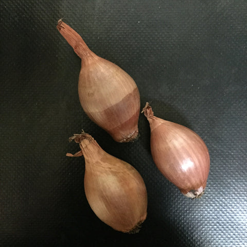 Shallots (Brown)